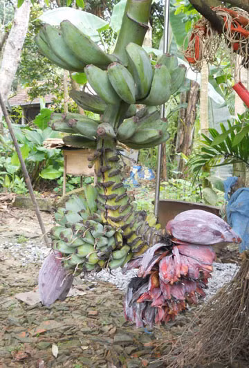 Buồng chuối lạ.