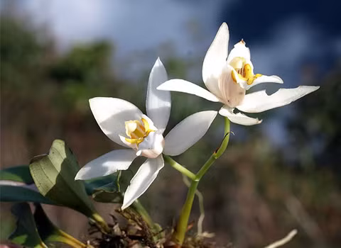 Trên những cành cây cao tít là những loài hoa lan phụ sinh đua nở. Loài lan Thanh đạm Coelogyne fuscescens rực rỡ. Trên những cành cây cao tít là những loài hoa lan phụ sinh đua nở. Loài lan Thanh đạm Coelogyne fuscescens rực rỡ.