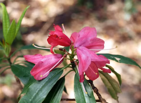 Loài Đỗ quyên đỏ Rhododendron sp. Loài Đỗ quyên đỏ Rhododendron sp.