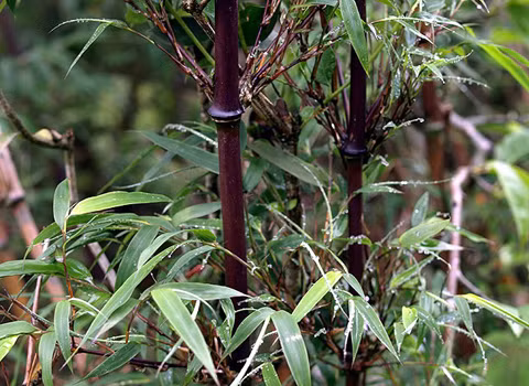 Những bụi Trúc đen Phyllostachys nigra - loài thực vật được đưa vào Sách đỏ Việt Nam cũng mọc khắp các lối đi. Ở đây chúng mọc khá nhiều nhưng có rất nhiều người chuyên ngành chưa một lần tận mắt nhìn thấy loài này. Những bụi Trúc đen Phyllostachys nigra - loài thực vật được đưa vào Sách đỏ Việt Nam cũng mọc khắp các lối đi. Ở đây chúng mọc khá nhiều nhưng có rất nhiều người chuyên ngành chưa một lần tận mắt nhìn thấy loài này.