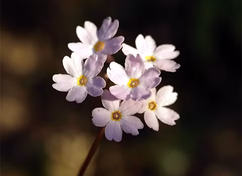 Trong các vách núi loài Hoa báo xuân sapa Primula chapaensis khoe sắc trong hốc đá ẩm ướt. Đây là loài đặc hữu chỉ có ở Fancipan và loài này được đưa vào sách đỏ Việt Nam. Trong các vách núi loài Hoa báo xuân sapa Primula chapaensis khoe sắc trong hốc đá ẩm ướt. Đây là loài đặc hữu chỉ có ở Fancipan và loài này được đưa vào sách đỏ Việt Nam.