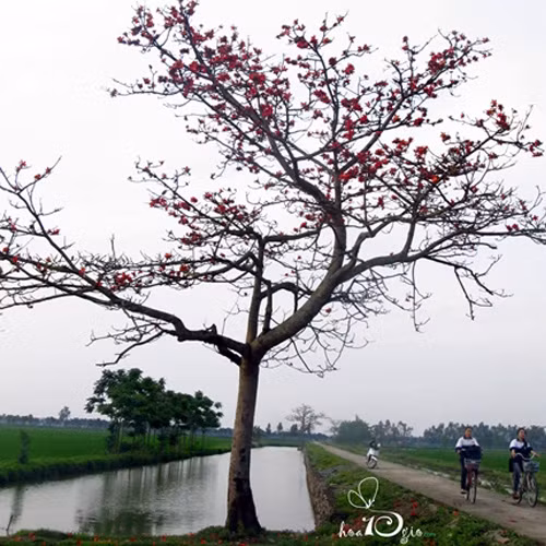 Hình ảnh cây Gạo thân thuộc soi bóng xuống dòng kênh xanh.