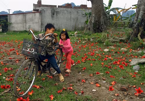 Vui đùa cùng hoa Gạo.