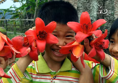Nét hồn nhiên bên hoa Gạo.