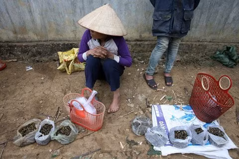 Với 3 túi ốc nếu bán hết chỉ được chừng 20 ngàn đồng, nhiều người vẫn đều đặn đi chợ Re (xã Ân Nghĩa, Lạc Sơn, Hòa Bình) chỉ để bán vài mớ ốc mò mẫm bắt được từ sáng sớm.