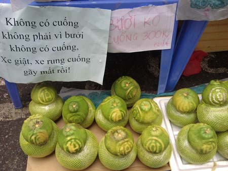 Chế bài thơ "tiểu đội xe không kính" để lý giải bưởi không cuống.