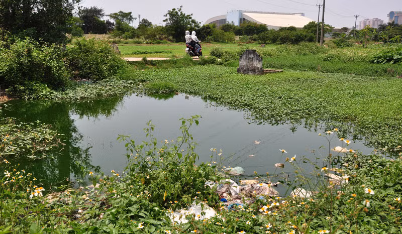 Tai nhiều vùng nước bí, rau muống cũng phát triển rất nhanh. Ảnh chụp tại khu Mỹ Đình. Tai nhiều vùng nước bí, rau muống cũng phát triển rất nhanh. Ảnh chụp tại khu Mỹ Đình.