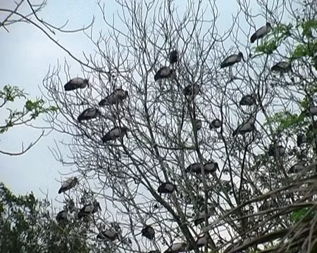 Đàn hạc đến quê lúa Yên Thành và thành mồi cho dân nhậu.
