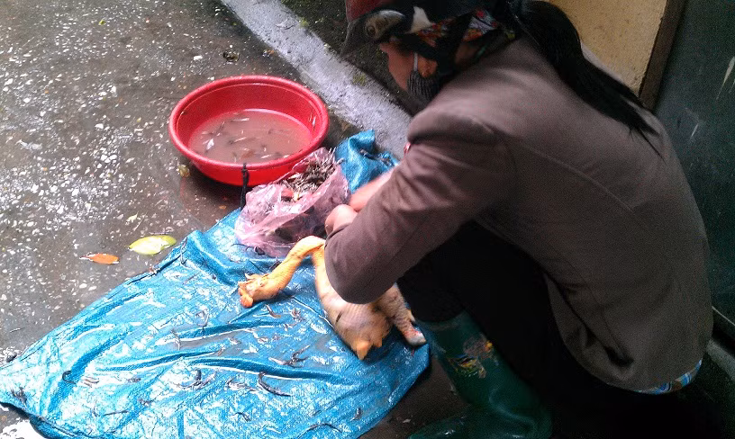 Lông chú gà này đã bị vặt trụi Lông chú gà này đã bị vặt trụi