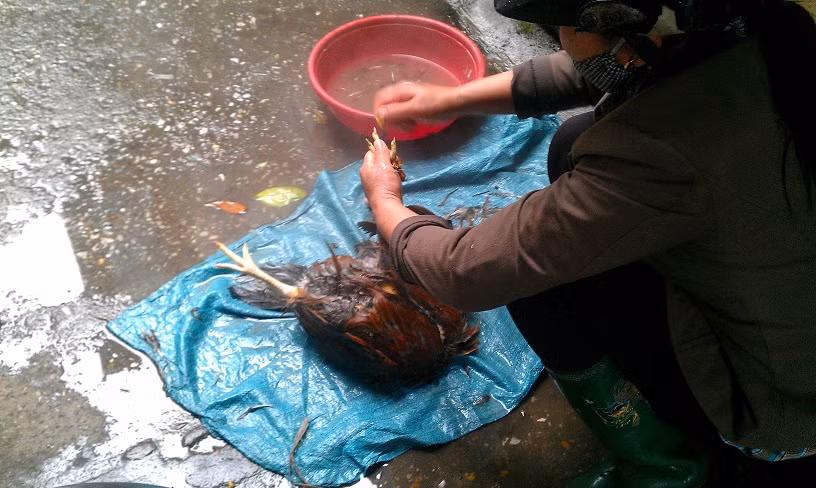 Nhanh chóng vặt lông gà. Nhanh chóng vặt lông gà.
