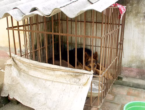 Đặc biệt hơn nữa là ở chỗ ông đã dùng những con chó vốn nuôi trong nhà thay cho bảo vệ...