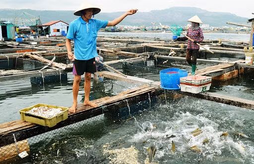 Mục tiêu xây dựng được bộ chỉ tiêu, chỉ số cụ thể về bảo vệ và khai thác nguồn lợi thủy sản cho từng giai đoạn trong thời kỳ quy hoạch. Ảnh minh họa: baotainguyenmoitruong.vn