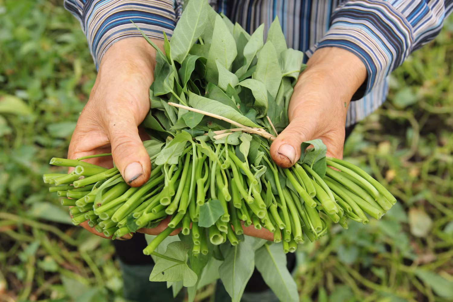 Tôi tự thấy, tôi là công dân rau muống, dù có thế nào cũng loanh quanh với rau muống. (Ảnh: Vietq.vn) Tôi tự thấy, tôi là công dân rau muống, dù có thế nào cũng loanh quanh với rau muống. (Ảnh: Vietq.vn)