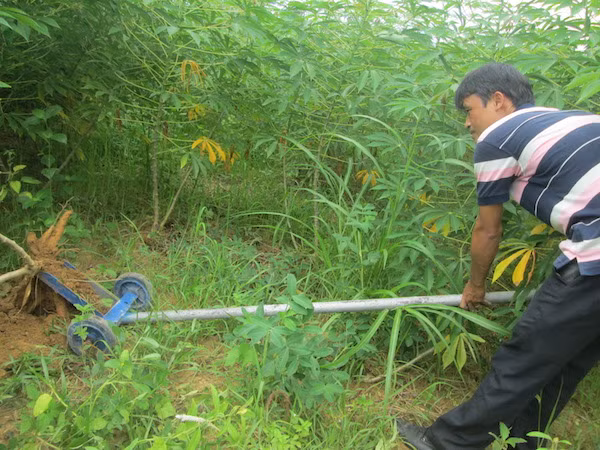 Thầy Phan Thanh Đông đang thử nghiệm nhổ sắn. Thầy Phan Thanh Đông đang thử nghiệm nhổ sắn.
