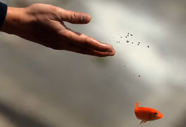 Việc thả cá chép trong ngày Tết ông Công ông Táo mang nhiều ý nghĩa nhân văn. (Ảnh: vietq.vn) Việc thả cá chép trong ngày Tết ông Công ông Táo mang nhiều ý nghĩa nhân văn. (Ảnh: vietq.vn)