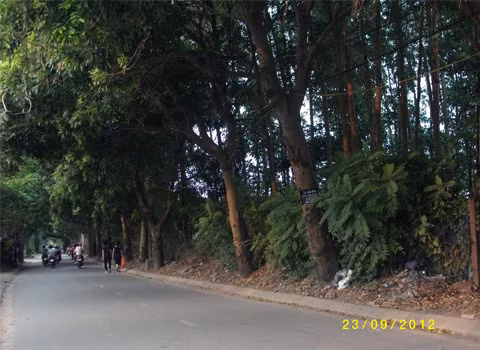 Những hàng cây rợp bóng mát.