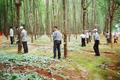 Mỗi người một gốc. Mỗi người một gốc.