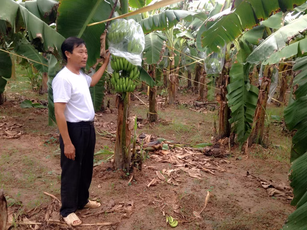 Tỷ phú chuối tiêu hồng bên buồng chuối sắp được thu hoạch. Ảnh HH Tỷ phú chuối tiêu hồng bên buồng chuối sắp được thu hoạch. Ảnh HH