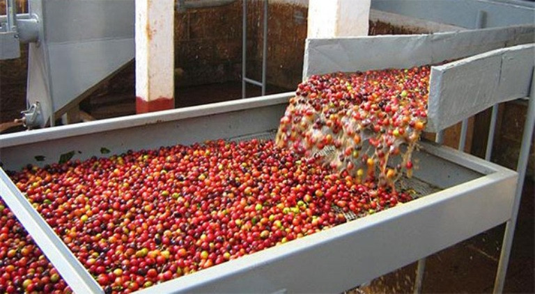 Giật mình những con số đen trong ngành cà phê Việt 