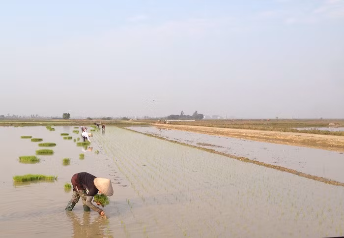 Nông dân huyện Thái Thụy, tỉnh Thái Bình hăng say cấy những thửa ruộng mầu mỡ, hứa hẹn một vụ mùa mới đạt năng suất cao. Ảnh: Đỗ Công Tiến Nông dân huyện Thái Thụy, tỉnh Thái Bình hăng say cấy những thửa ruộng mầu mỡ, hứa hẹn một vụ mùa mới đạt năng suất cao. Ảnh: Đỗ Công Tiến