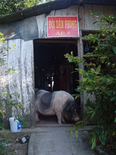 Chú heo đang gây xôn xao ở Đồng Tháp Chú heo đang gây xôn xao ở Đồng Tháp