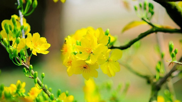 Tô điểm cho cảnh đẹp mùa xuân là những loài hoa sặc sỡ và đặc biệt không thể thiếu là cành mai, cành đào. (Ảnh: Trương Khắc Trà) Tô điểm cho cảnh đẹp mùa xuân là những loài hoa sặc sỡ và đặc biệt không thể thiếu là cành mai, cành đào. (Ảnh: Trương Khắc Trà)