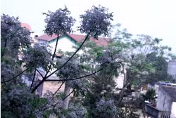 Tháng Giêng- mùa hoa xoan nở rộ… ảnh 2 Tháng Giêng- mùa hoa xoan nở rộ… ảnh 2