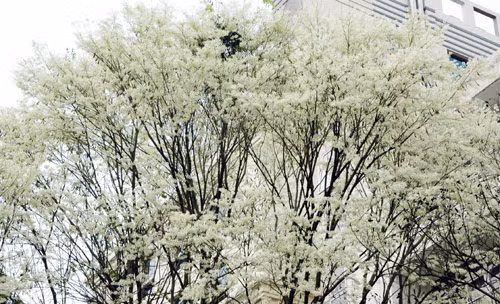 Hoa sưa nở trắng trên cành