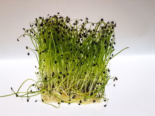 Củ riềng có khả năng chống ung thư ảnh 3