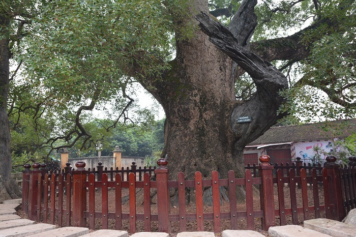 Ảnh chụp gốc cây Dã Hương, to đến 8 người ôm. Ảnh: Công Tiến