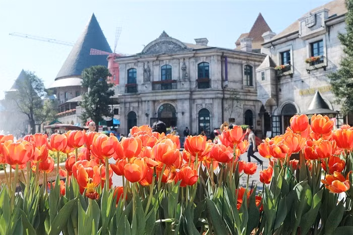 Lễ hội hoa Tulip Sun World Ba Na Hills.