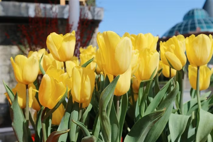 Lễ hội hoa tulip với đa dạng màu sắc sặc sỡ.