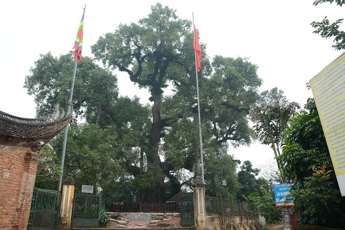 Cây Dã Hương luôn tỏa bóng mát cho sân Đình Viễn Sơn. Ảnh: Công Tiến