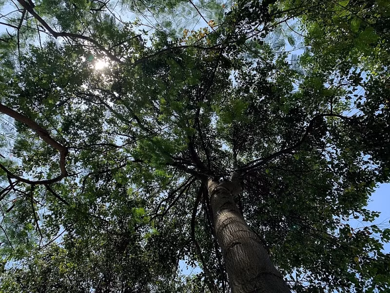 Tán cây tỏa bóng mát quanh năm.