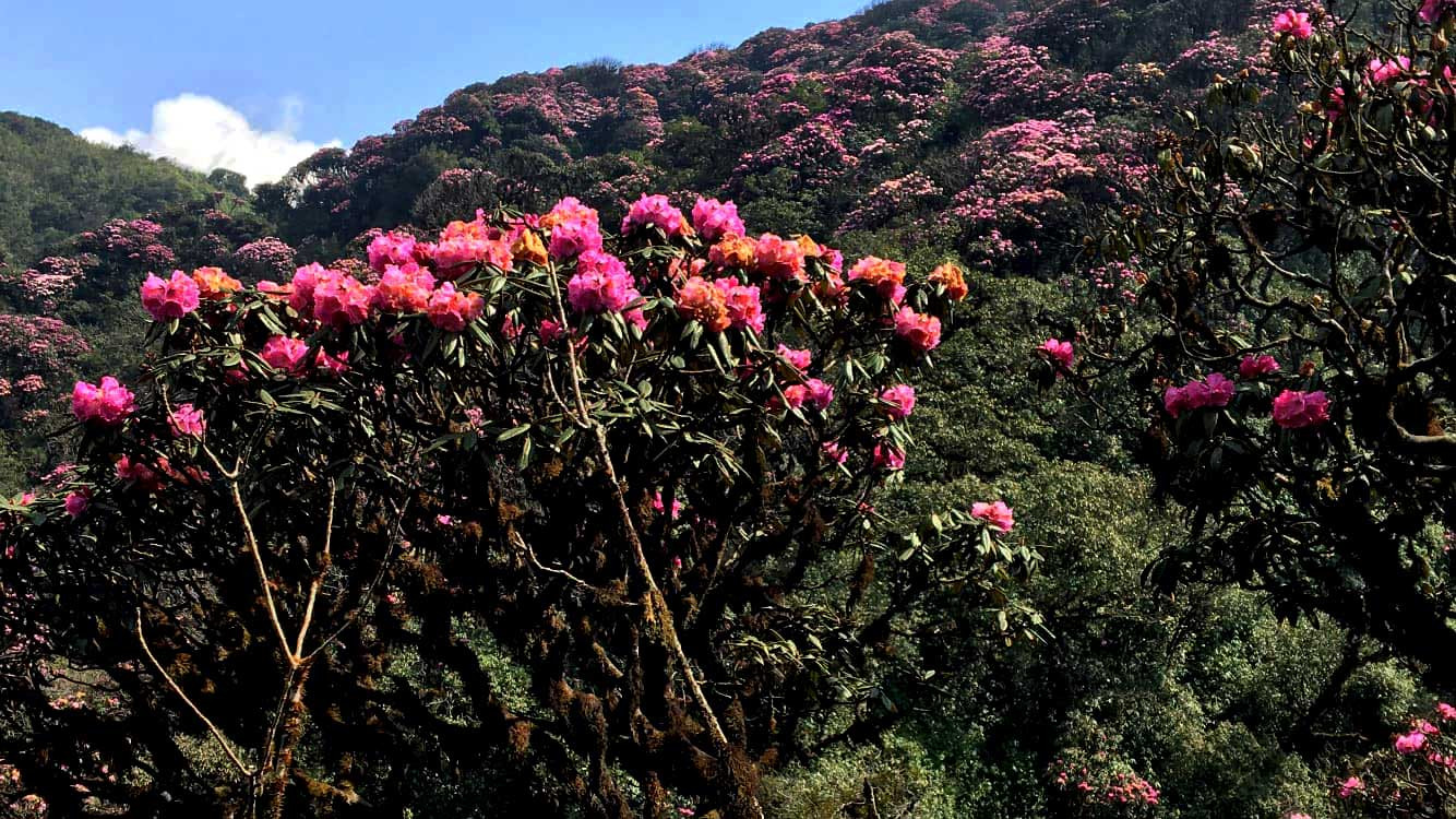 Dưới nền trời xanh ngắt kia là từng thảm hoa tím hồng, trắng muốt, có những vạt đỏ rực như lửa, bồng bềnh như mây vờn trên nền rừng xanh thẫm.