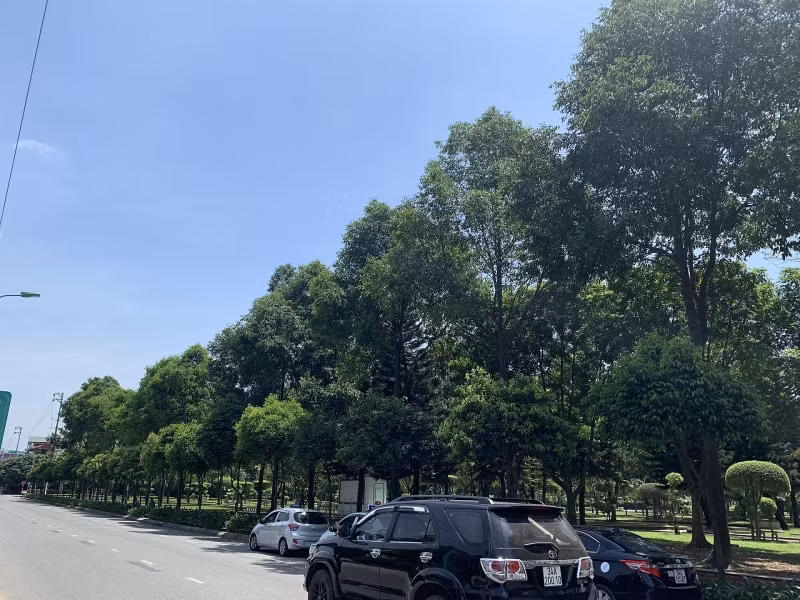 Hàng cây sao đen đầu tiên được trồng ở công viên Bạch Đằng, nay đã cao lớn, thẳng tắp.