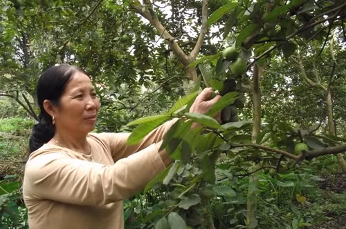 Bà Dinh hái ổi trong vườn nhà (ảnh: Hồ Quỳnh Trang)