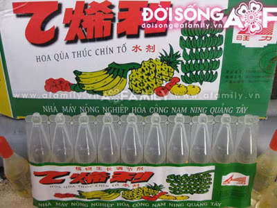 Loại thuốc "Thúc chín tố" mà chị Chung nhắc đến, để mua nó chúng tôi phải nhờ một số người nông dân "quen mặt" tại khu vực Xuân Mai (Chương Mỹ, Hà Nội). Loại thuốc "Thúc chín tố" mà chị Chung nhắc đến, để mua nó chúng tôi phải nhờ một số người nông dân "quen mặt" tại khu vực Xuân Mai (Chương Mỹ, Hà Nội).