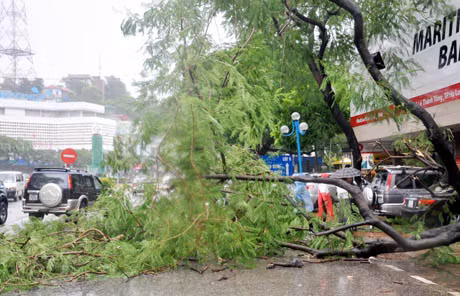 Cây đổ chắn ngang đường Lê Thanh Tống, đoạn gần ngã tư cột đồng hồ (Ảnh: báo Quảng Ninh)