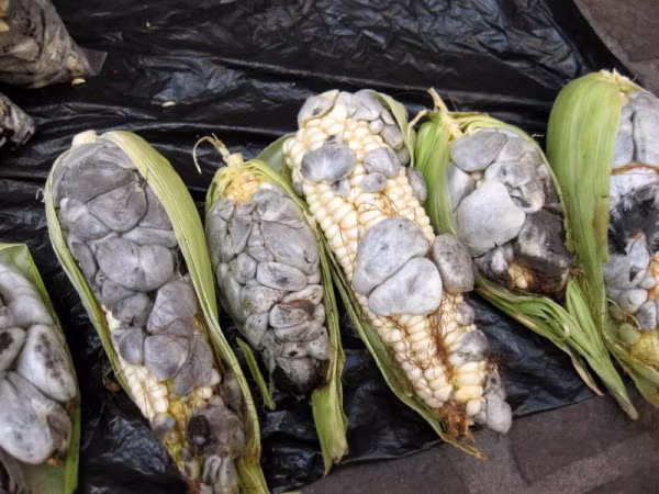 Huitlacoche (Mexico) Nói một cách chính xác, đây là những bắp ngô đã bị mốc. Nhưng đừng lo, nó sẽ không gây tổn hại đến sức khỏe của bạn bởi trong thực tế, loại nấm mốc này được coi là một món ăn ở Mexico và thường đắt hơn so với ngô bình thường. Huitlacoche có hương vị giống như loại nấm và thường đi kèm trong thực đơn bữa ăn sáng như là một món ăn phổ biến của người dân địa phương. Huitlacoche (Mexico) Nói một cách chính xác, đây là những bắp ngô đã bị mốc. Nhưng đừng lo, nó sẽ không gây tổn hại đến sức khỏe của bạn bởi trong thực tế, loại nấm mốc này được coi là một món ăn ở Mexico và thường đắt hơn so với ngô bình thường. Huitlacoche có hương vị giống như loại nấm và thường đi kèm trong thực đơn bữa ăn sáng như là một món ăn phổ biến của người dân địa phương.