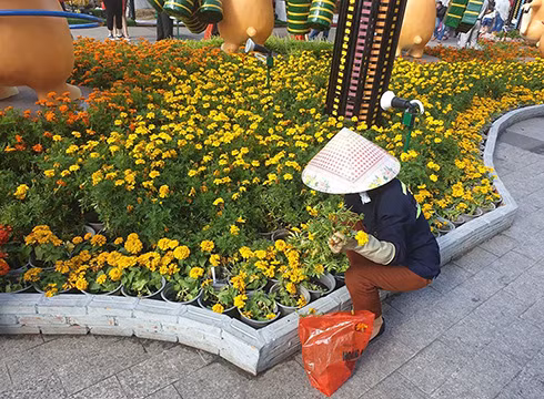 Công nhân rất vất vả chăm sóc, cắt bỏ các loại hoa bị dập nát, thay thế bằng những chậu hoa mới (ảnh: P.L)