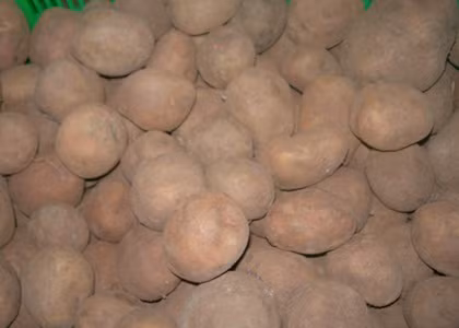 Khoai tây Trung Quốc được "áo" một lớp đất đỏ Đà Lạt để ngụy trang thành hàng nội.