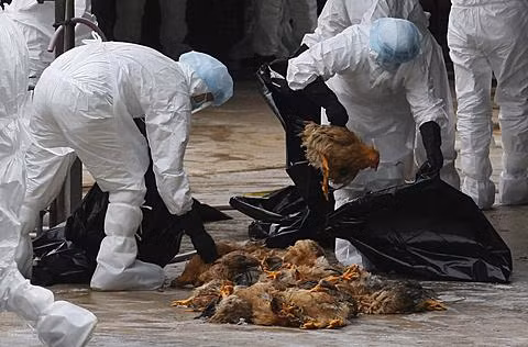 Thông báo về trường hợp tử vong đầu tiên do cúm A (H5N1) được Cục Y tế dự phòng phát đi. Thông báo về trường hợp tử vong đầu tiên do cúm A (H5N1) được Cục Y tế dự phòng phát đi.
