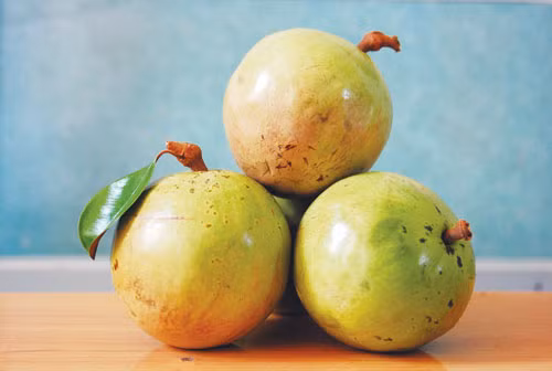 Quả vú sữa.