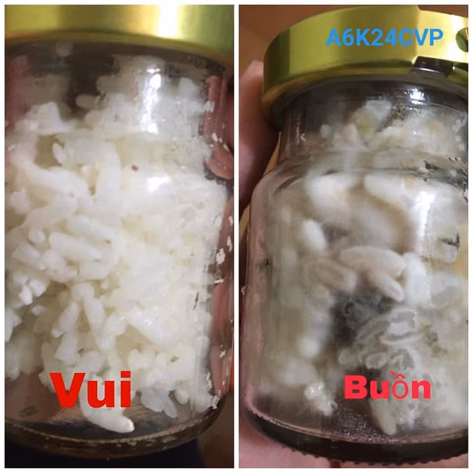 Hai lọ lên men cơm nguội được học sinh Trường Trung học phổ thông Chuyên Vĩnh Phúc làm thí nghiệm minh họa sinh động cho tác dụng ngôn ngữ ảnh hưởng đến cuộc sống sinh vật. (Ảnh: Nhân vật cung cấp)
