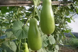 Qủa bầu: bầu là loại quả dùng làm thức ăn rất hàng ngày của người dân Việt Nam nhất là vùng quê trung du nghèo. Từ xưa người dân vẫn có câu: Ruột bầu nấu với dâu tôm/ Chồng chan vợ húp gập đầu khen ngon. Không chỉ có vậy bầu còn là món ăn tốt cho sức khỏe, giải độc và rất mát khi thưởng thức vào mùa hè.