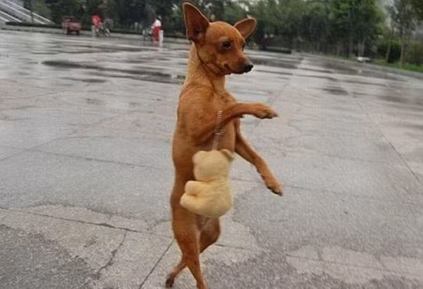 Chó sành điệu. Chó sành điệu.