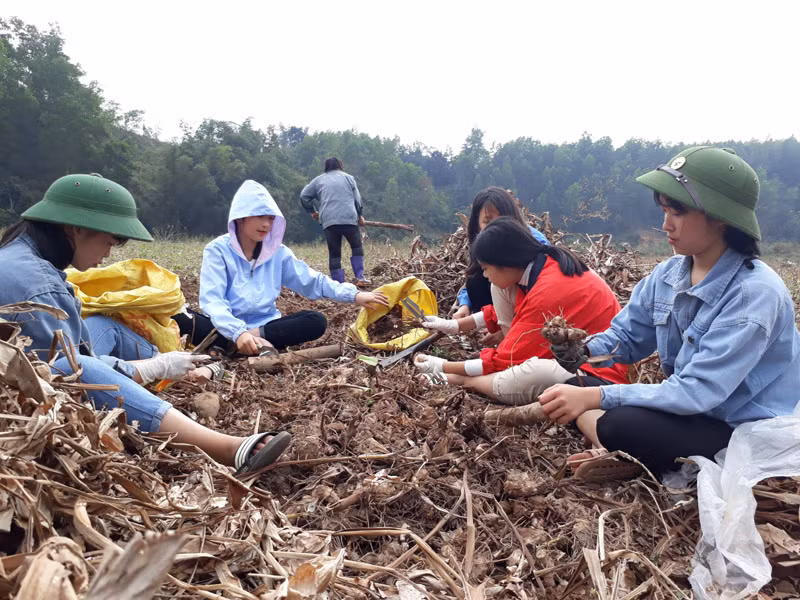 Học sinh Trường Trung học phổ thông Bình Liêu thu hoạch củ dong riềng giúp người dân (Ảnh: CTV)