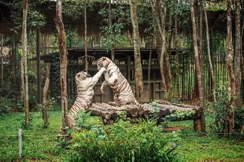 Du khách đến với Vinpearl Safari sẽ được chứng kiến những khoảnh khắc thiên nhiên vô cùng chân thực. Du khách đến với Vinpearl Safari sẽ được chứng kiến những khoảnh khắc thiên nhiên vô cùng chân thực.