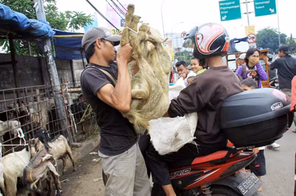 Nó được đặt trong lòng một người ngồi sau xe máy. Sau đó, được chở tới nhà hàng.